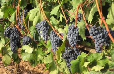 Granada. Bodega y viñedos en venta. La Alpujarra.