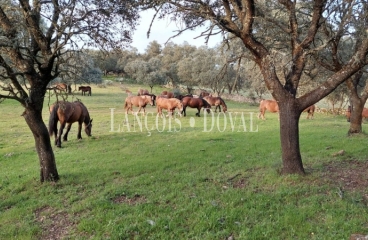 Toledo. Gran finca ecuestre en venta. 1.500 ha. Coto de caza mayor y menor